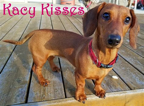 Dachshund rescue texas - Texas Department of Licensing and Regulation P.O. Box 12157 Austin, TX 78771 (800) 803-9202 or (512) 463-6599 www.tdlr.texas.gov Southern Dachshunds License #375 ... 